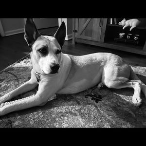 Meet your Posher, Posh